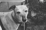 A black and white image featuring a medium-sized dog with a light coat and dark ears, wearing a collar with a tag, sitting outside on a paved surface. The background includes some foliage and a metal chair leg.