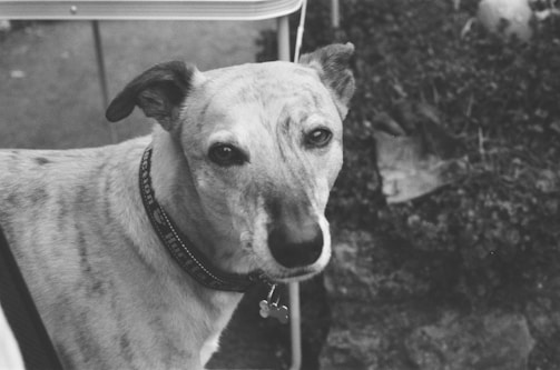 A black and white image featuring a medium-sized dog with a light coat and dark ears, wearing a collar with a tag, sitting outside on a paved surface. The background includes some foliage and a metal chair leg.