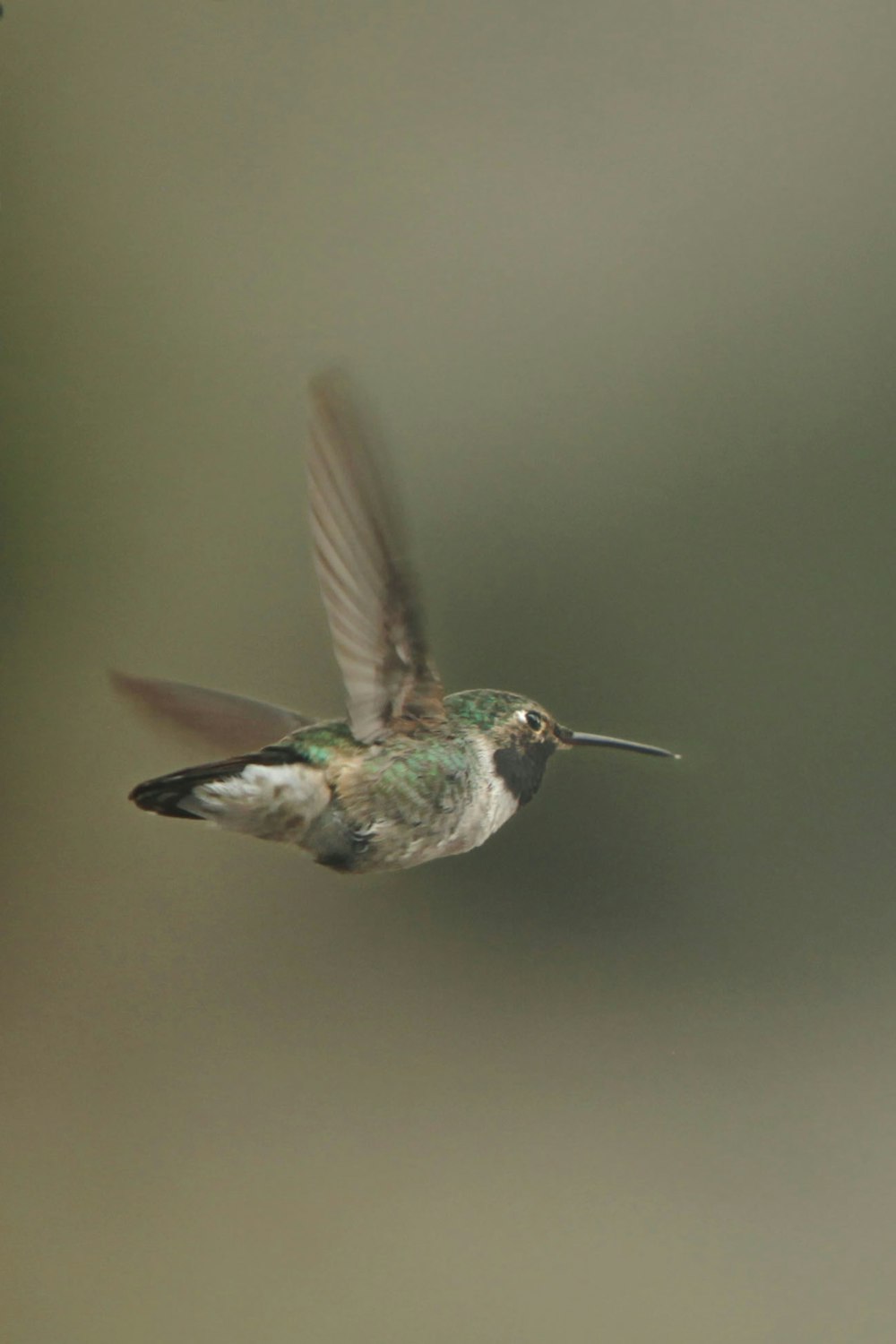 a hummingbird flying in the air with a blurry background