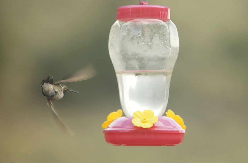 a hummingbird hovering next to a hummingbird feeder