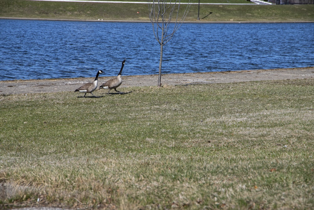 a couple of geese walking across a grass covered field