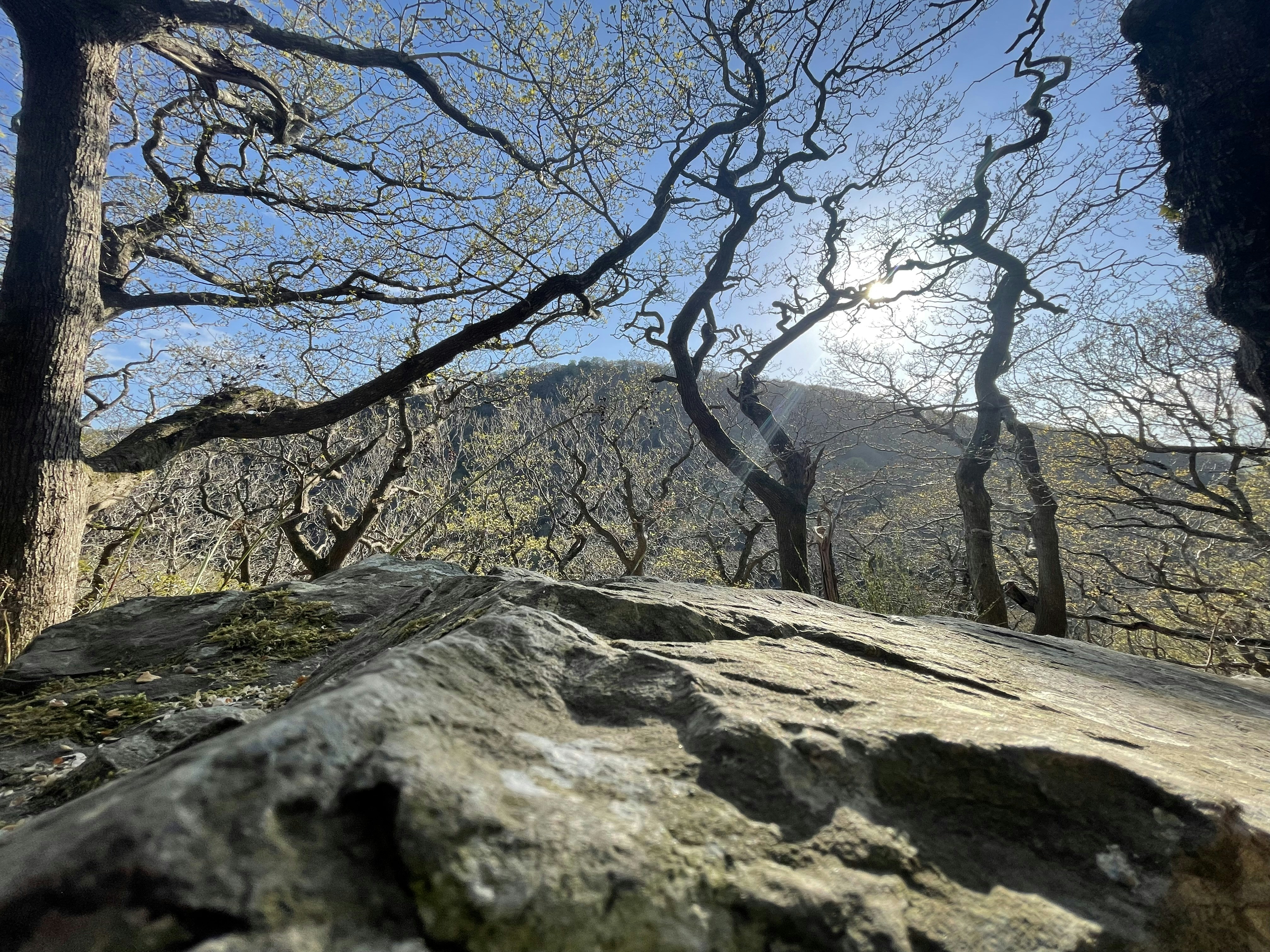 the sun shines through the branches of the trees