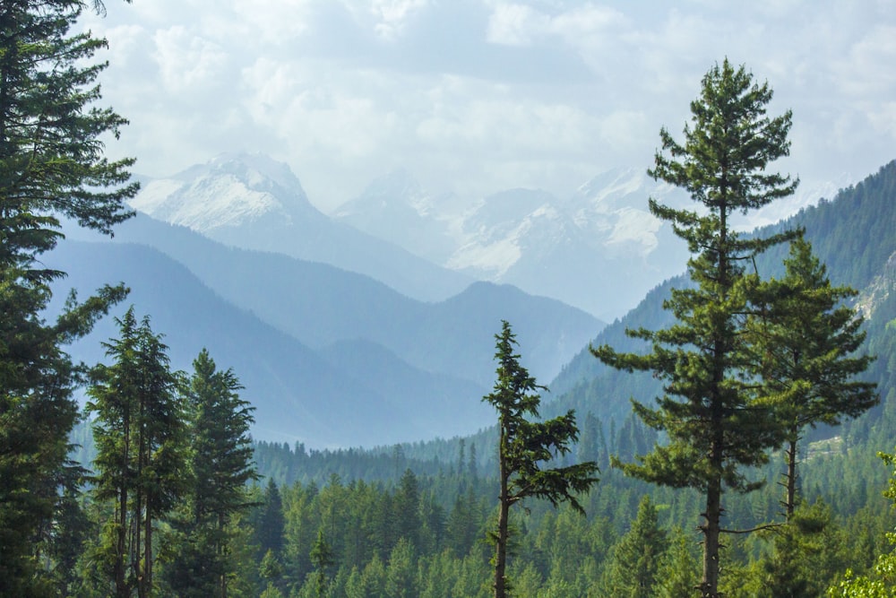 a forest filled with lots of tall pine trees