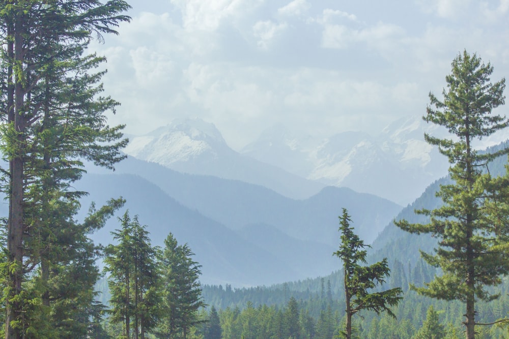 a view of a mountain range with trees in the foreground