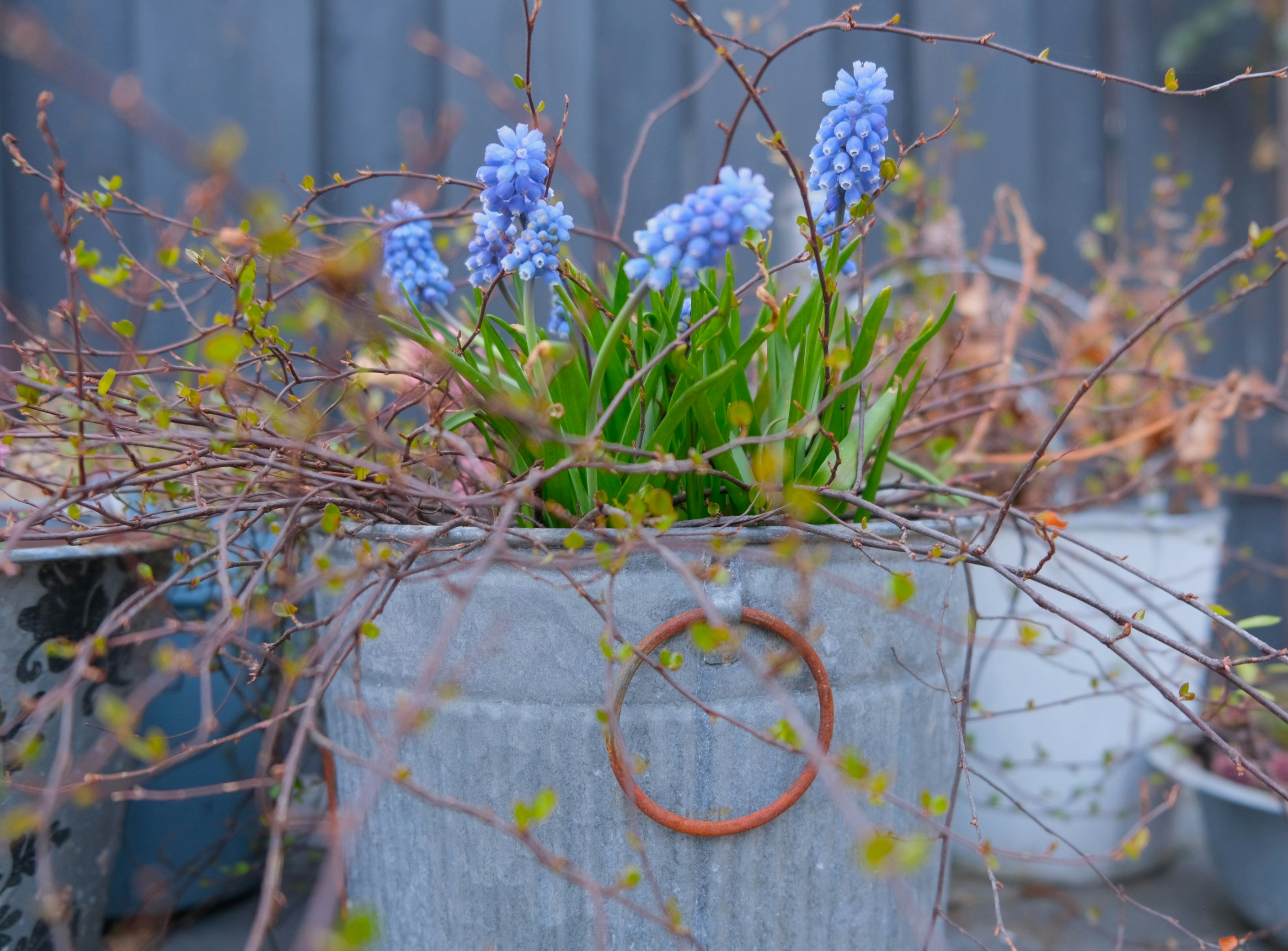 a planter with blue flowers and a ring on it