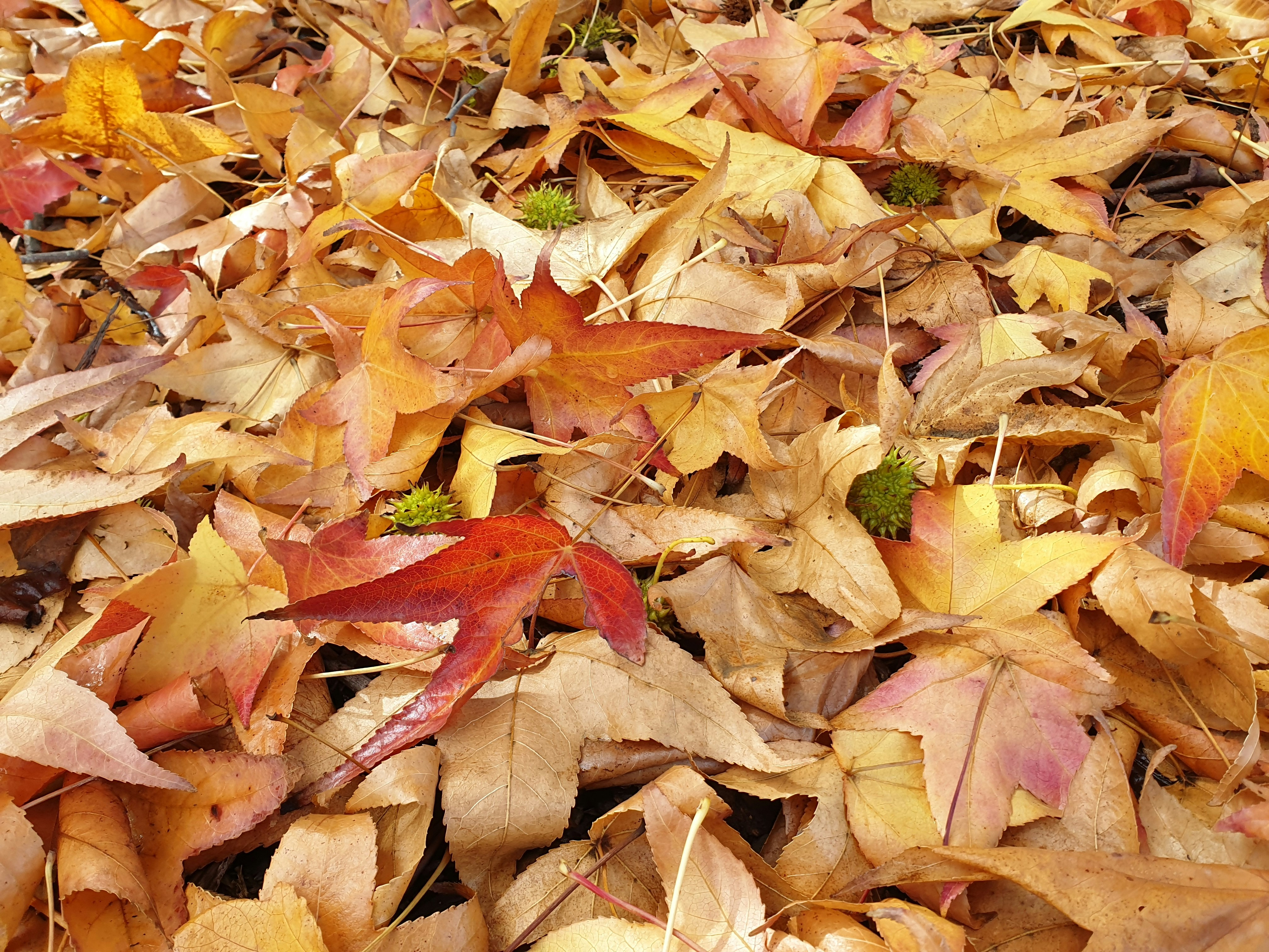 Photo by alphabetania