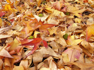 a bunch of leaves that are laying on the ground