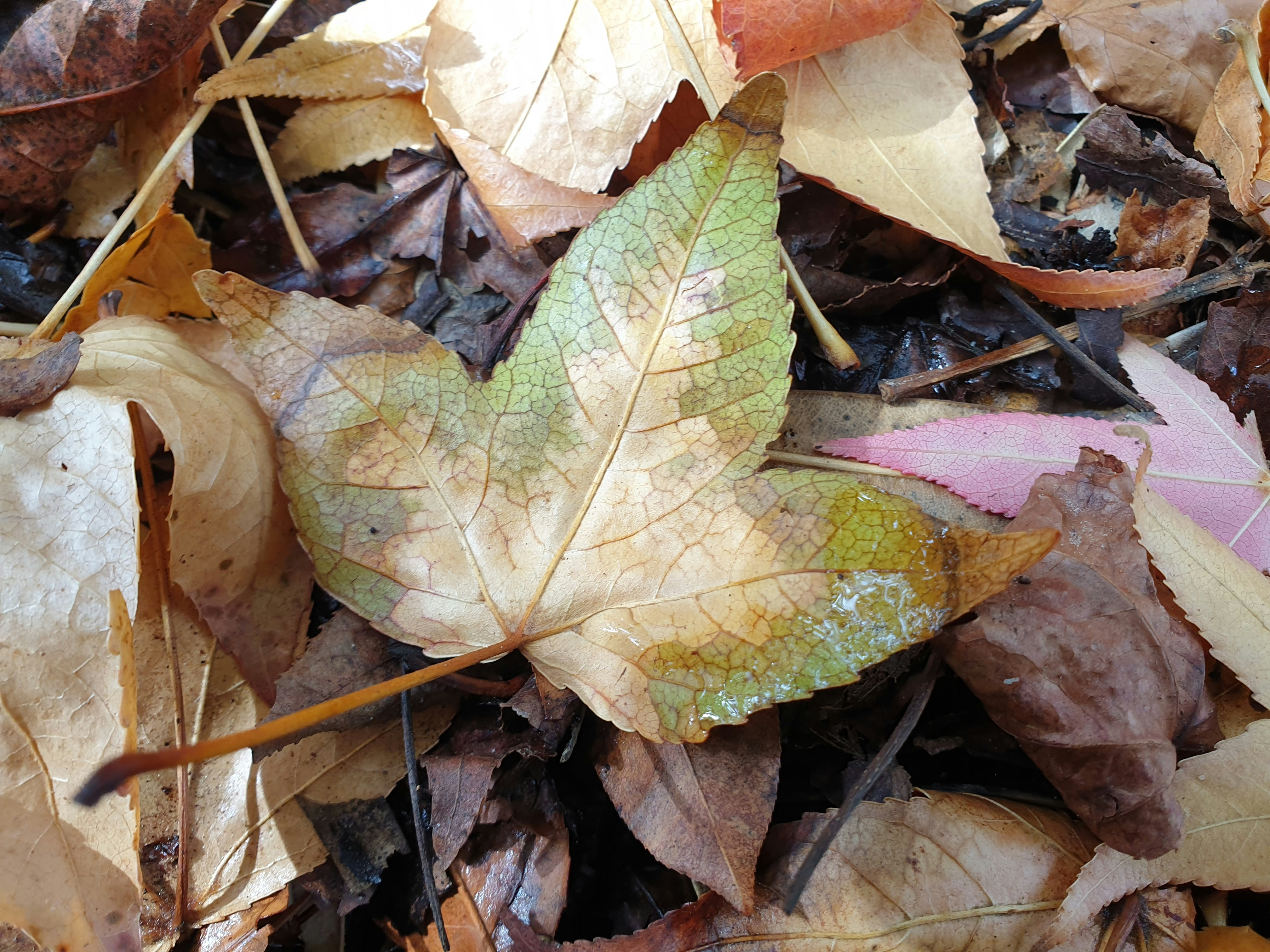 Photo by alphabetania