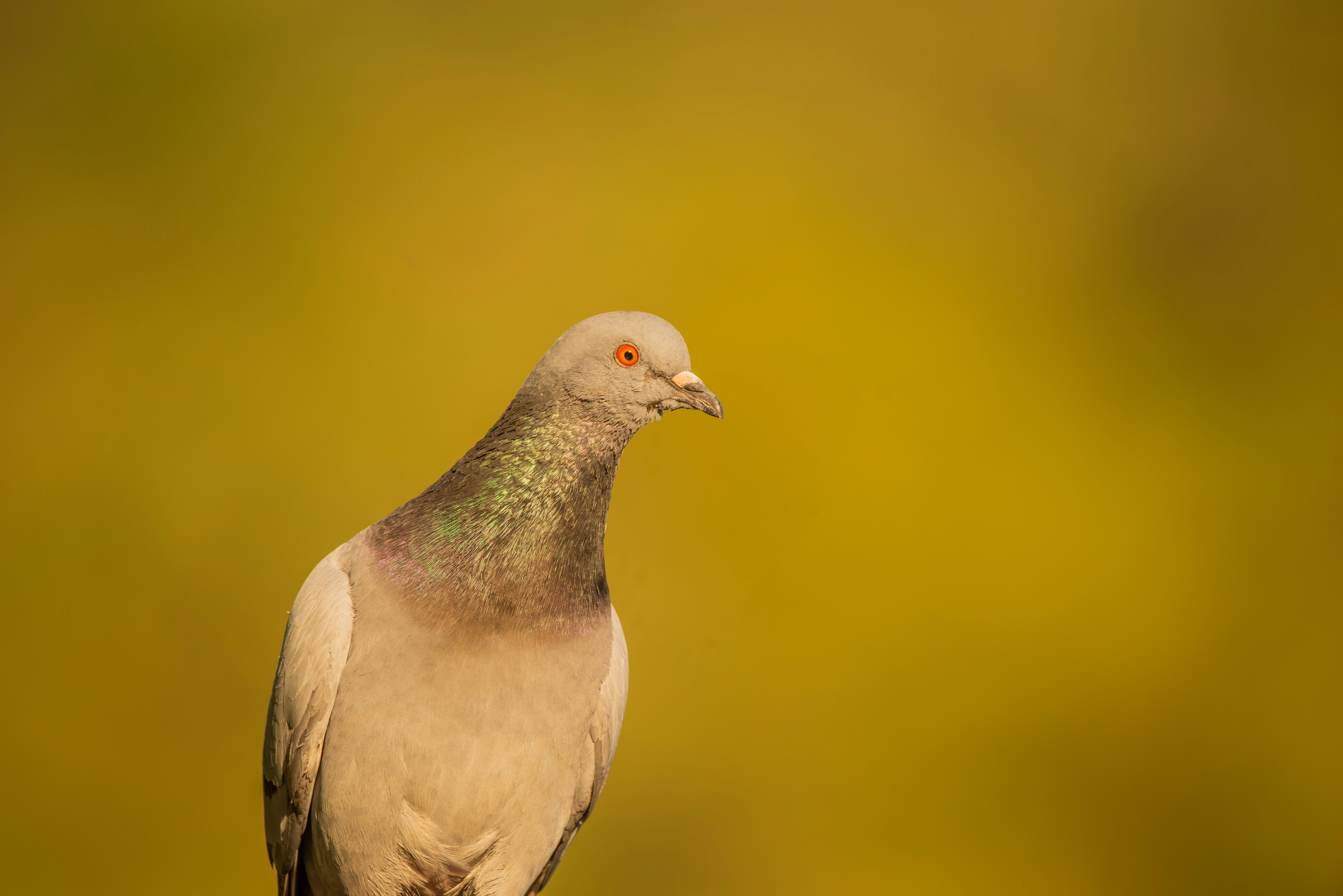 Photo by ramzibelaidi