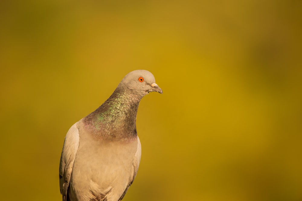 a close up of a bird with a blurry background