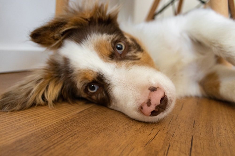 a brown and white dog laying on top of a wooden floor