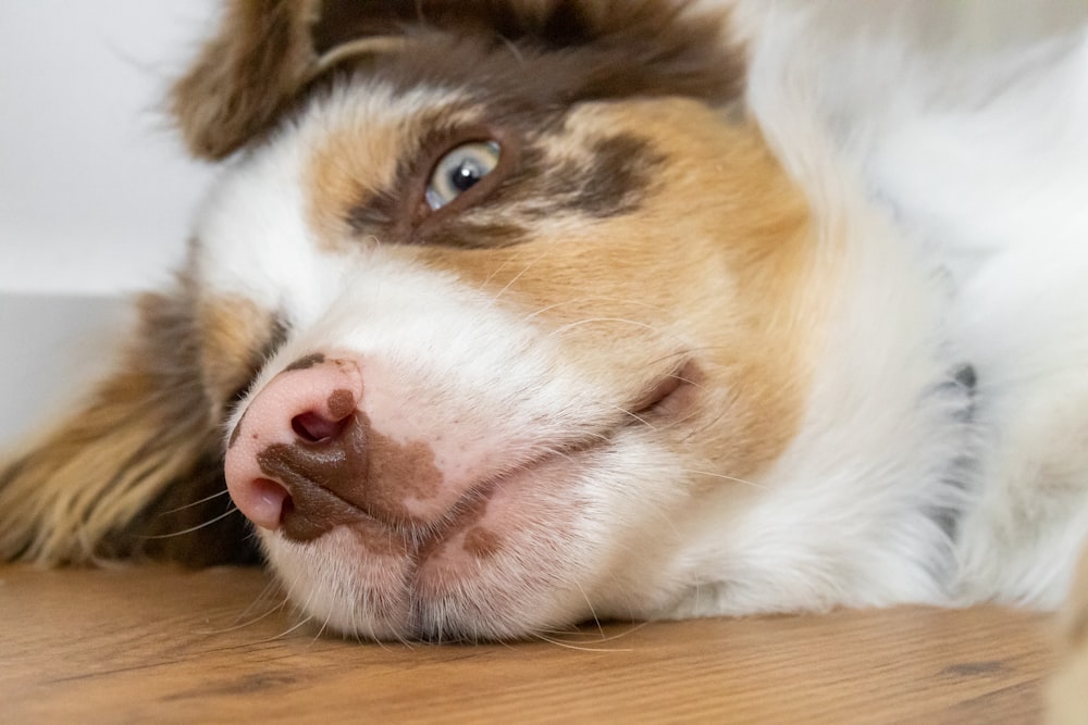 a brown and white dog laying on top of a wooden floor