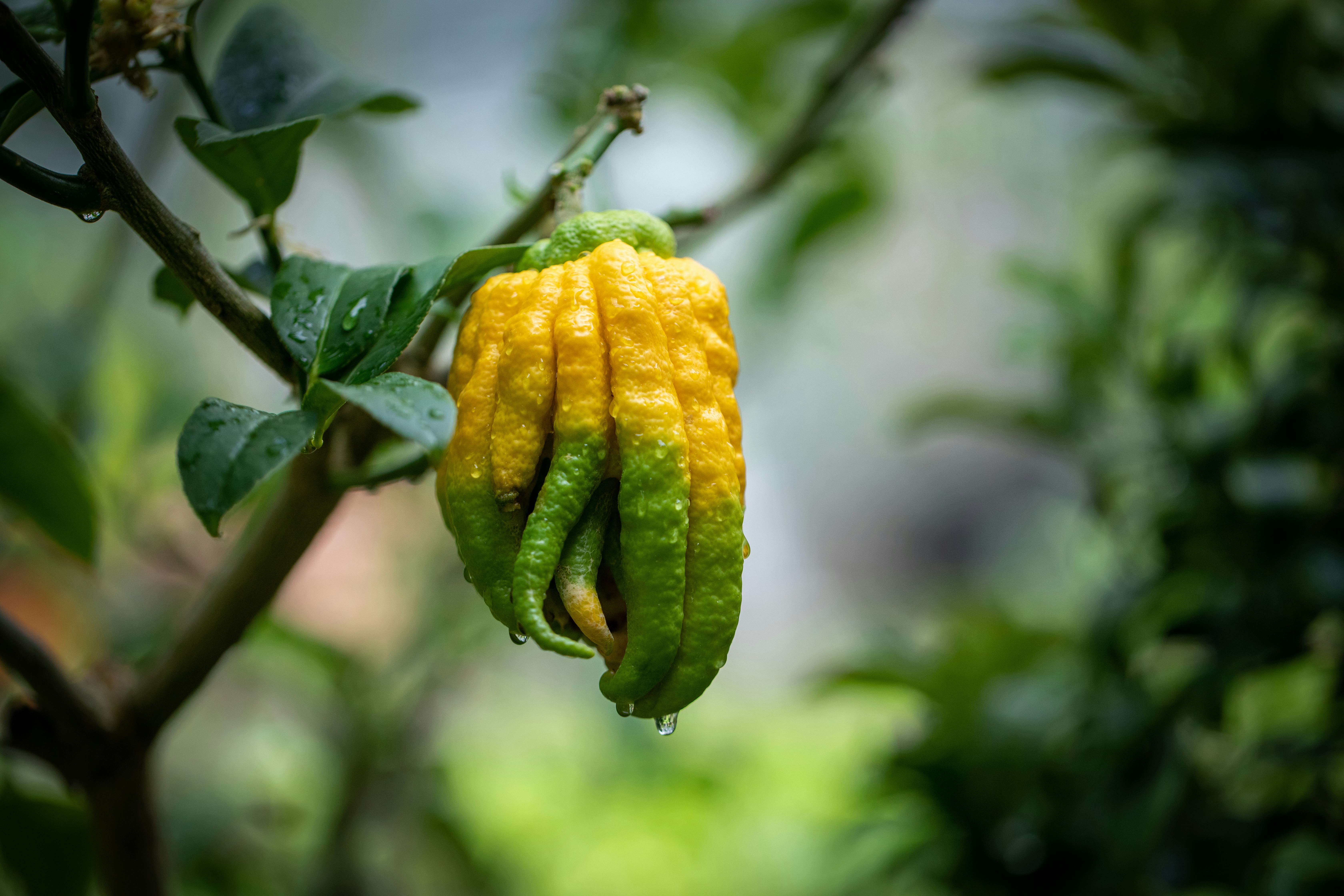 a yellow and green pepper hanging from a tree