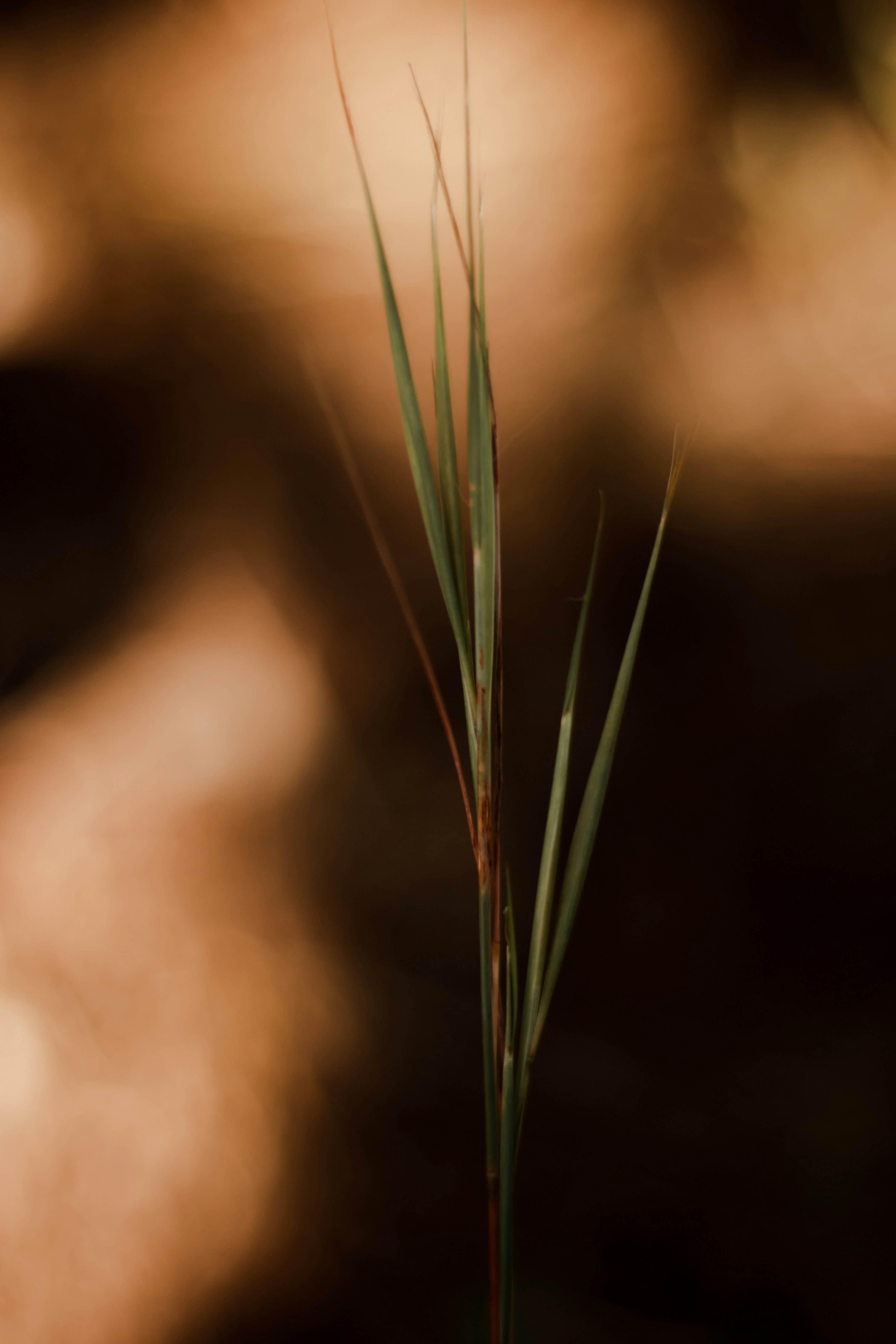 Photo by giovannahelen