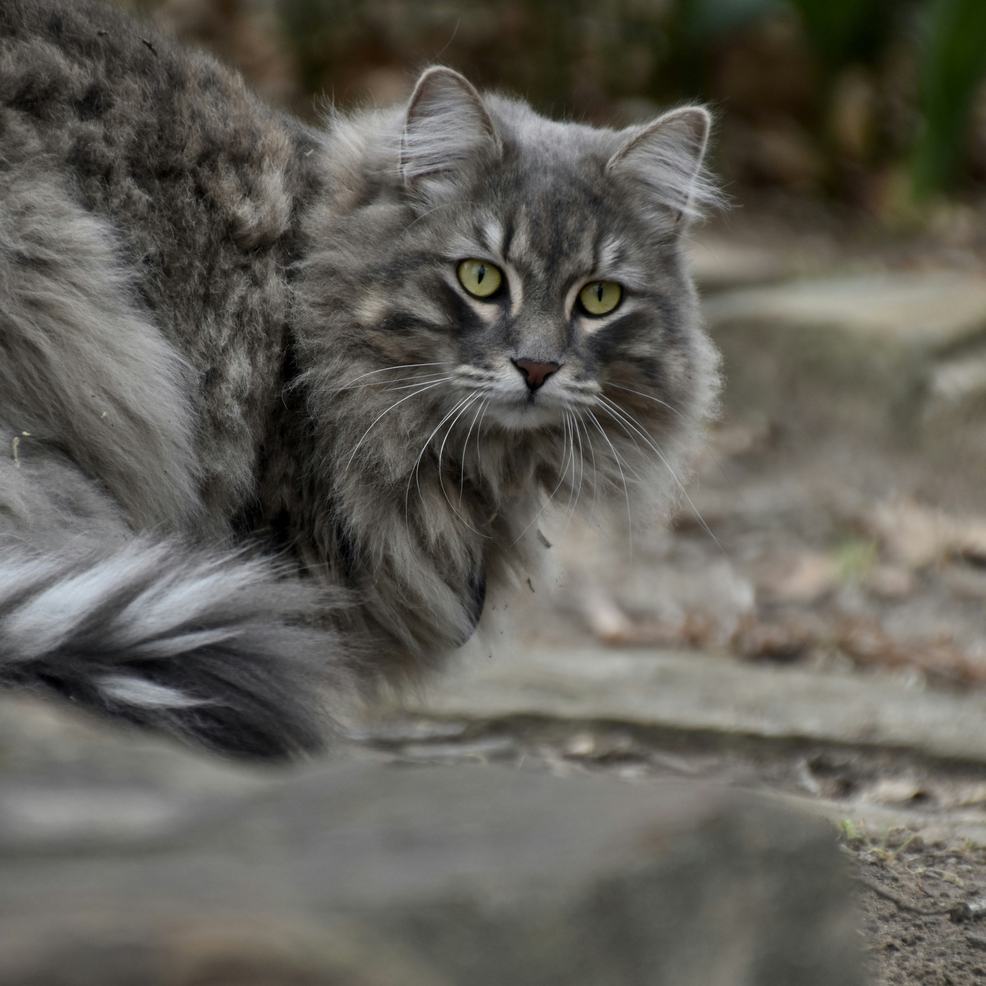 Siberian: The Fluffy Adventurer (image credits: unsplash)