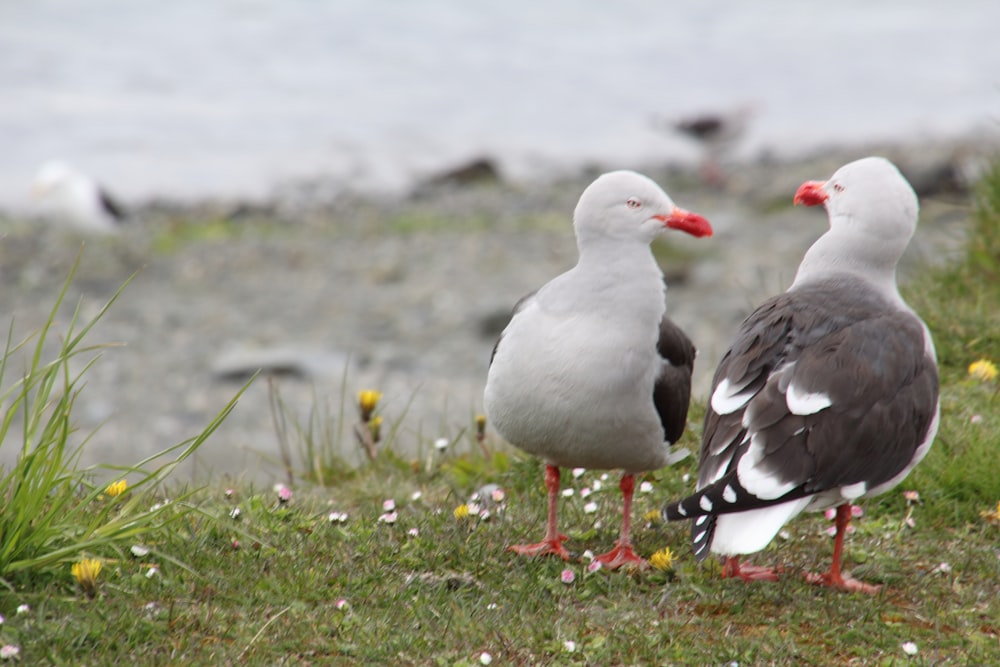 a couple of birds standing on top of a grass covered field