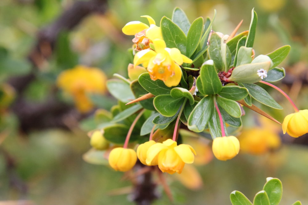 a close up of some yellow flowers on a tree