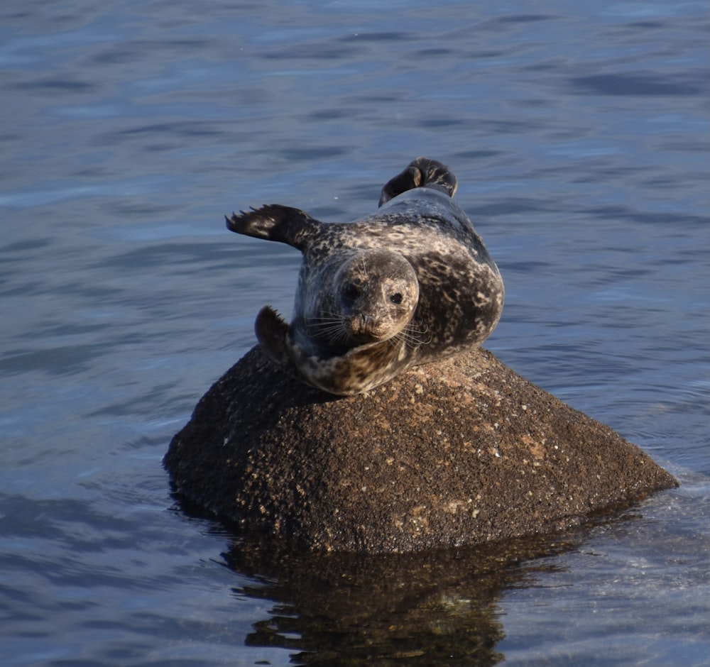 a seal sitting on top of a rock in the water