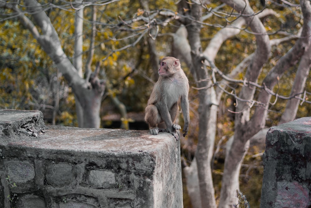 a small monkey sitting on a stone wall