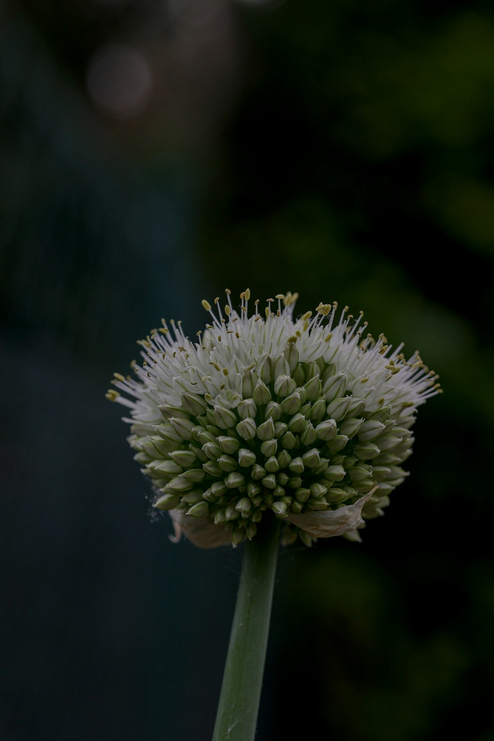 a close up of a white flower with a blurry background