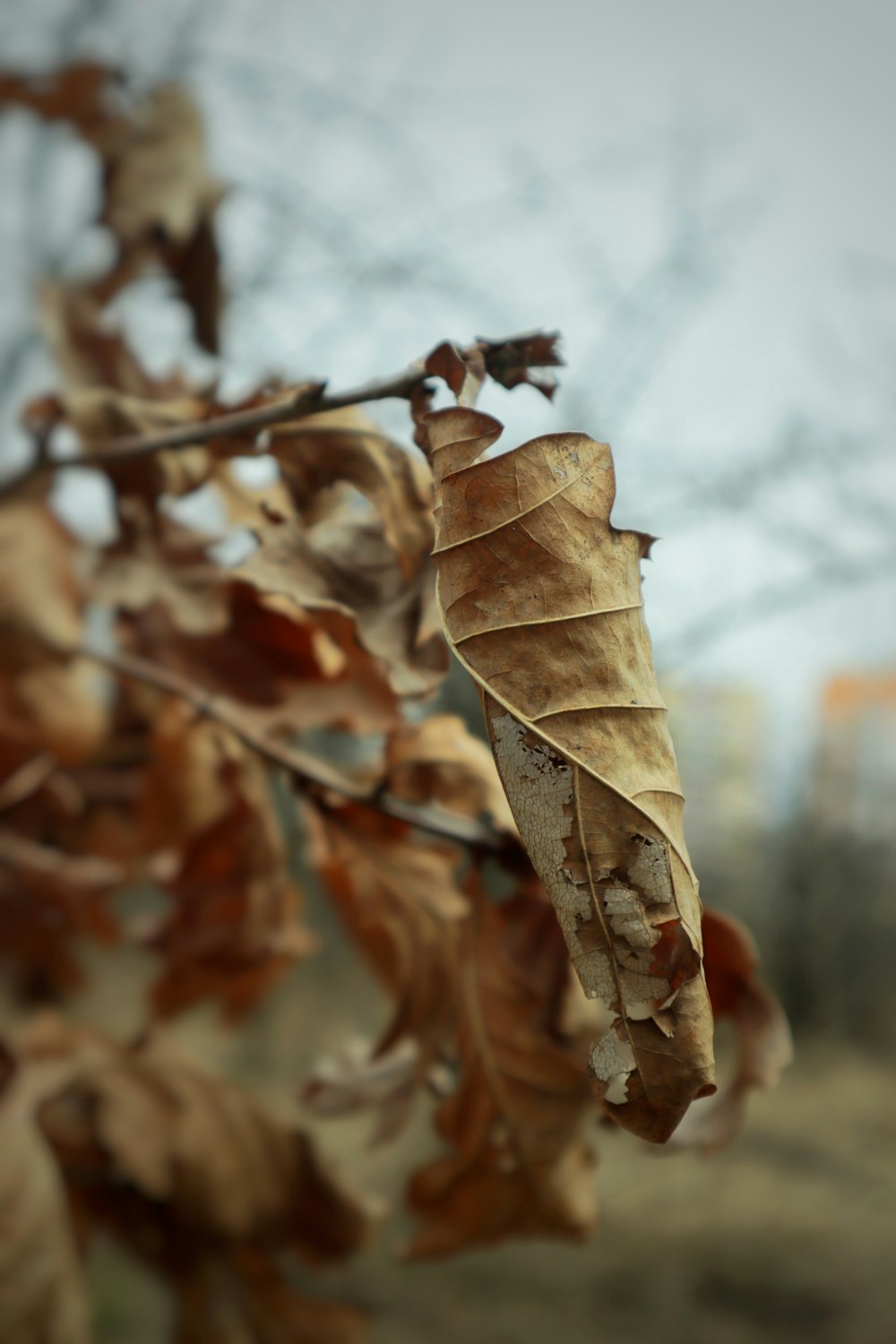 a tree branch with some brown leaves on it