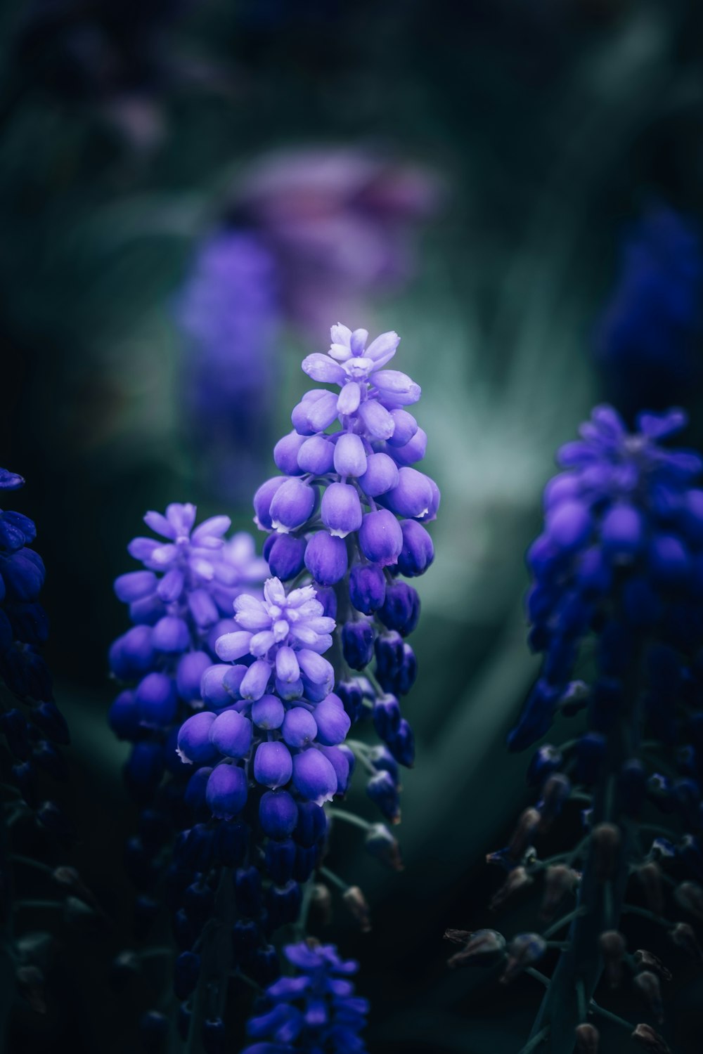 a close up of a bunch of purple flowers