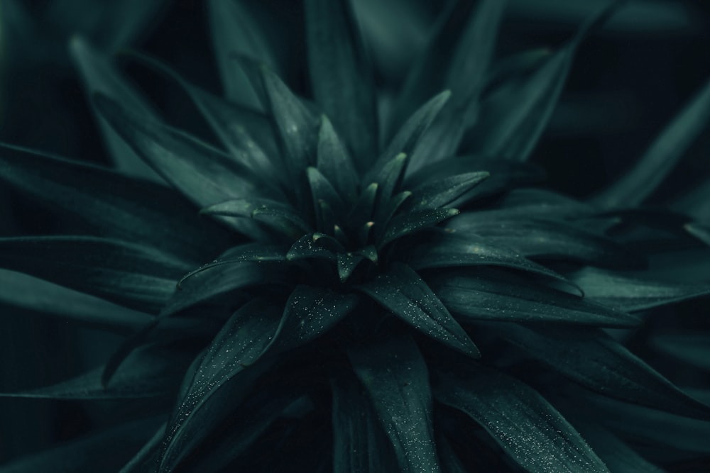 a close up of a green flower with drops of water on it