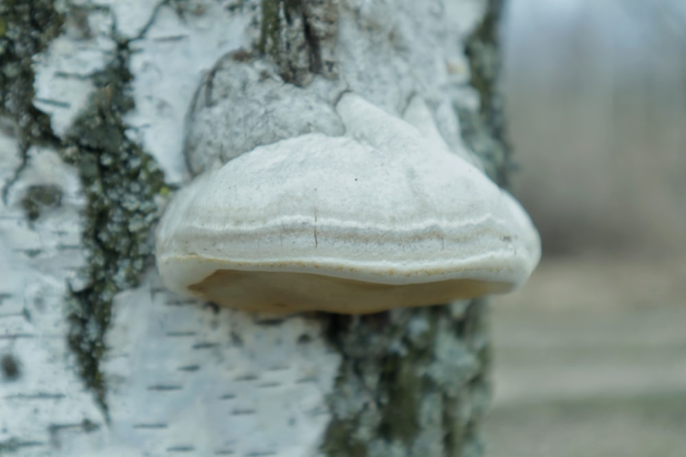 a white mushroom on a tree in the woods