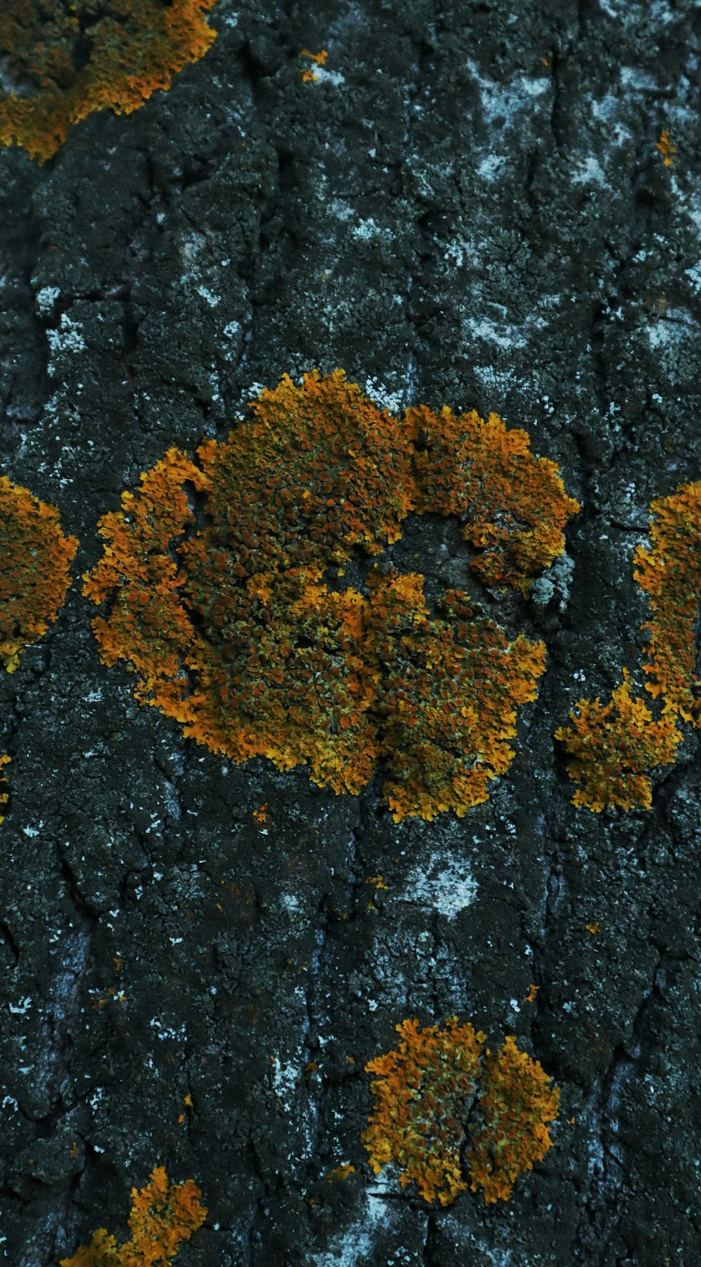 a close up of a tree trunk with lichen on it