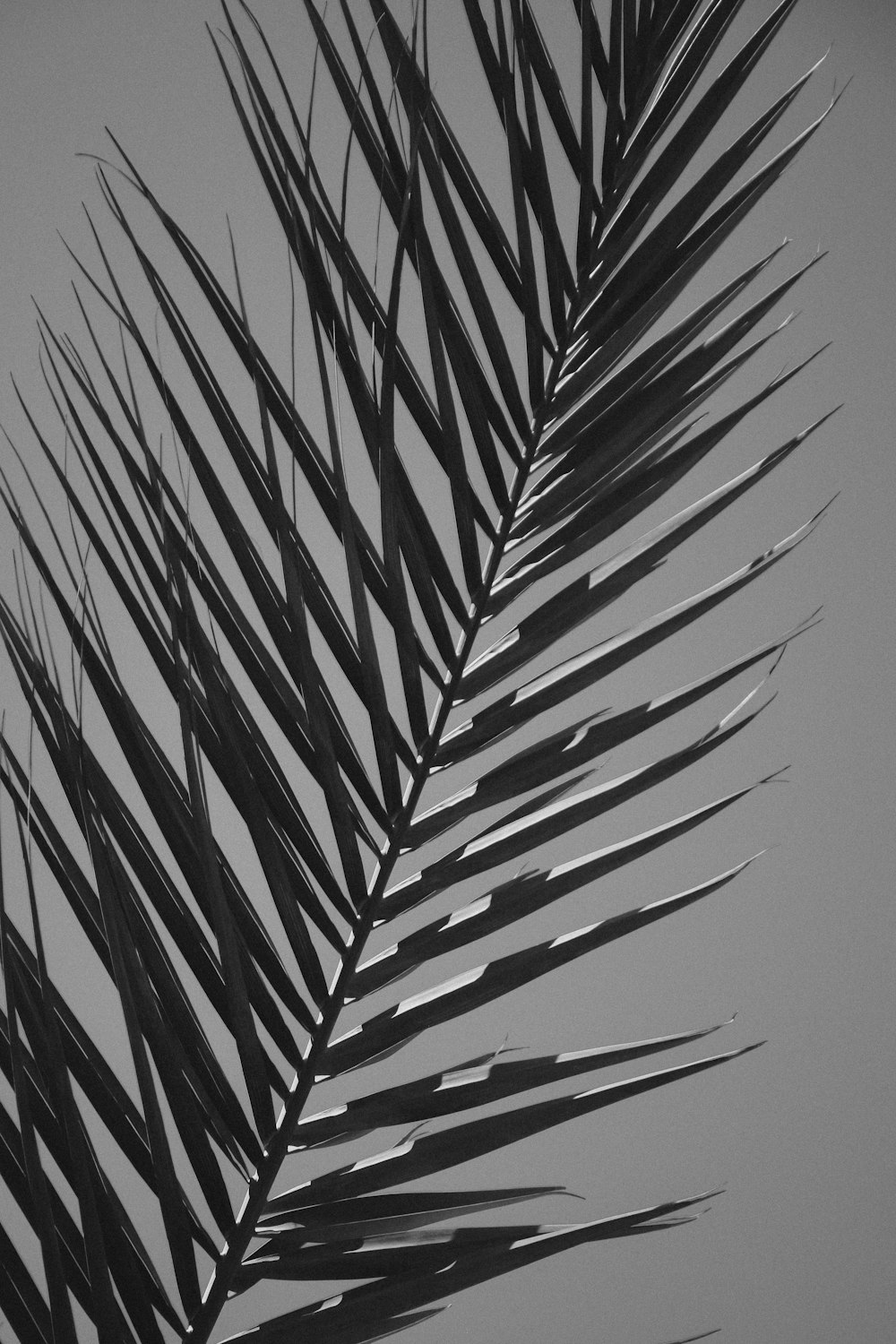 a black and white photo of a palm leaf