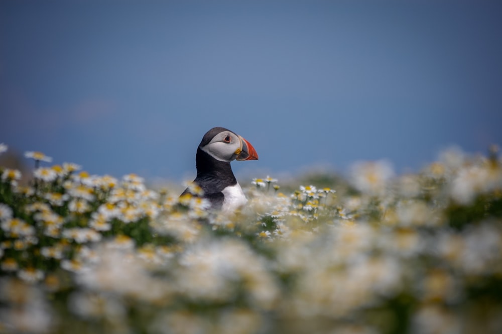 a puffy bird standing in a field of daisies