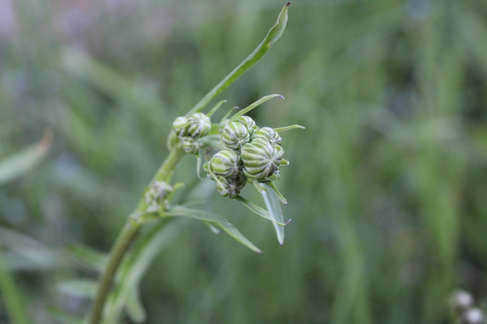 a close up of a plant with many buds