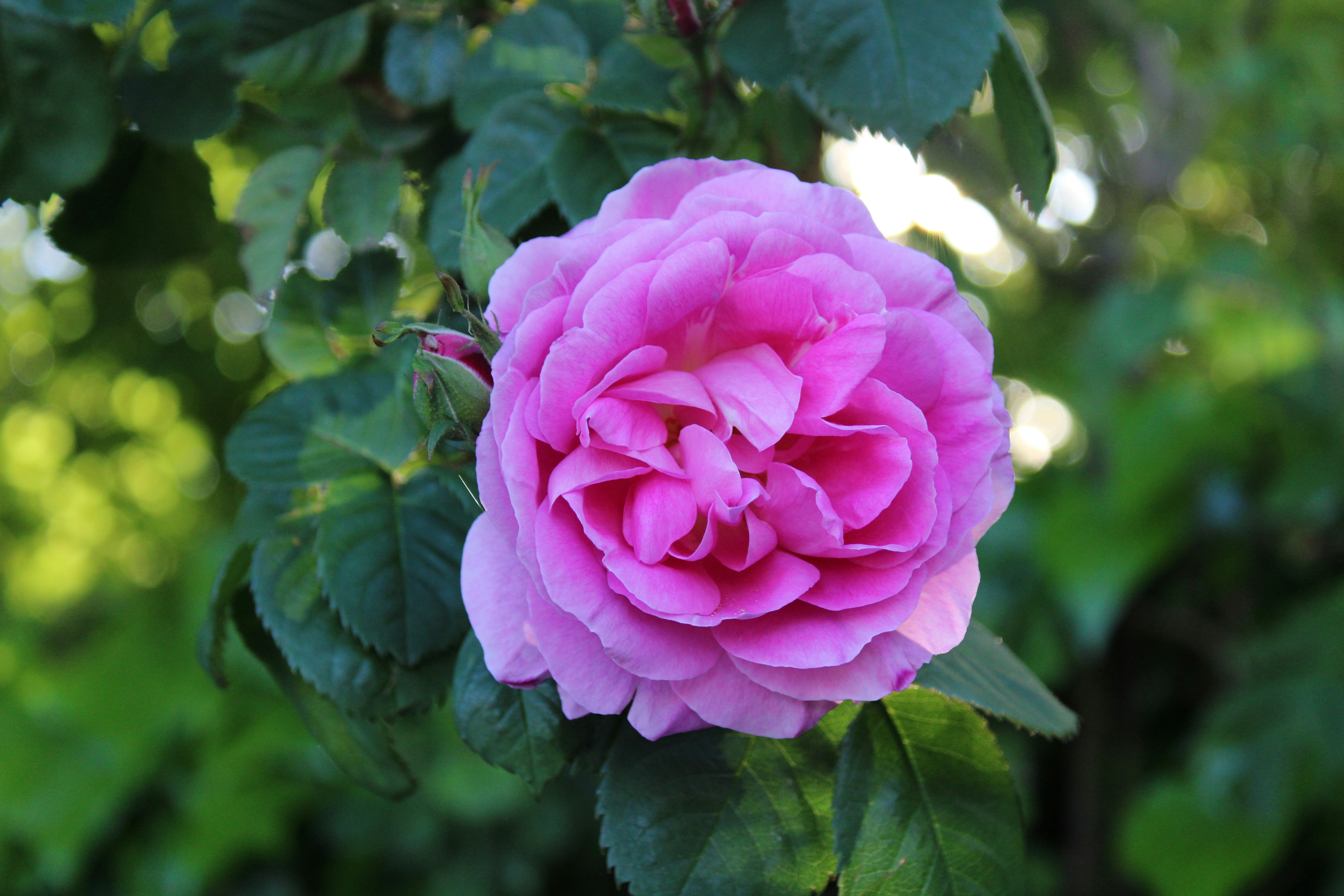 Photo by balesphotographyco