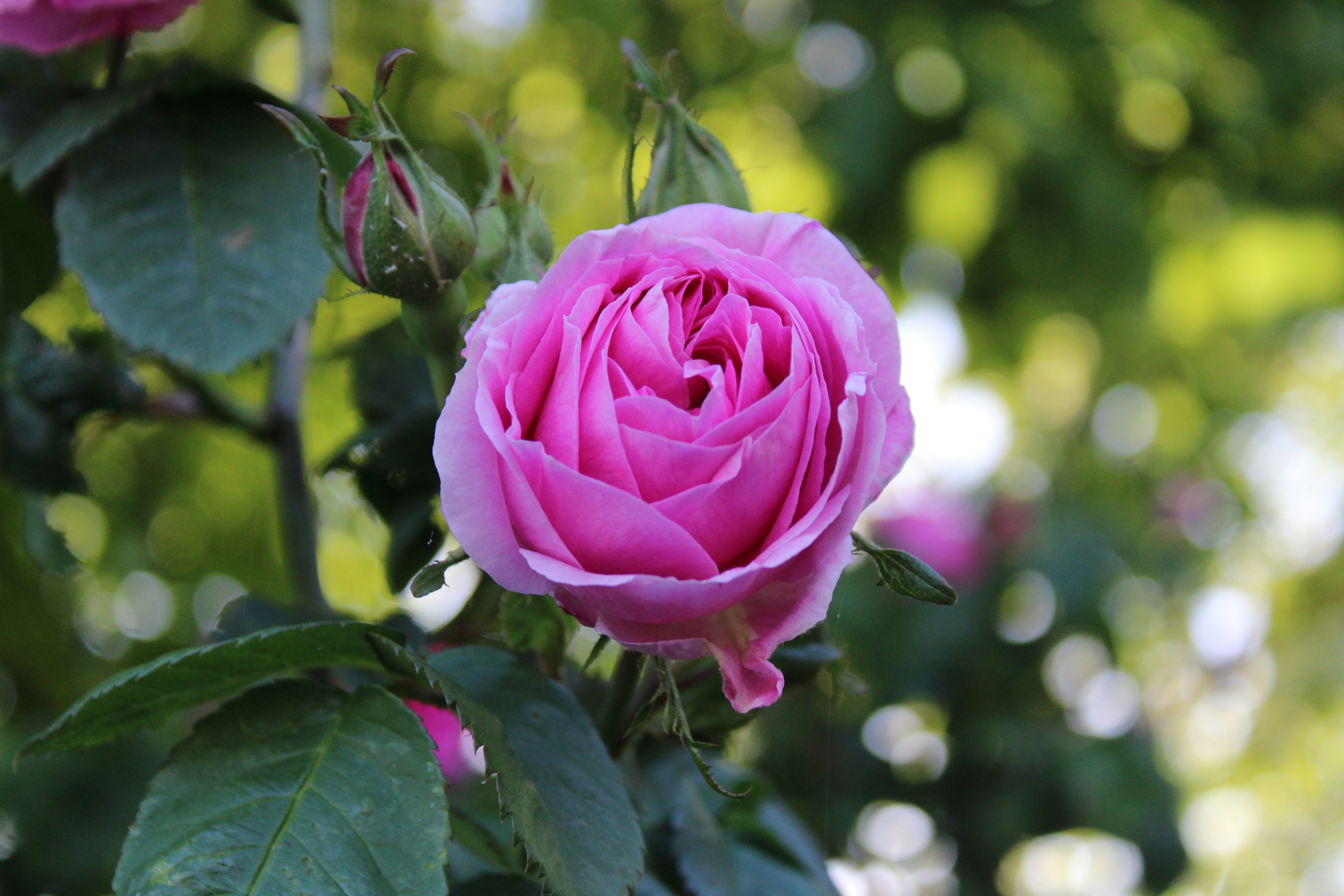 Photo by balesphotographyco