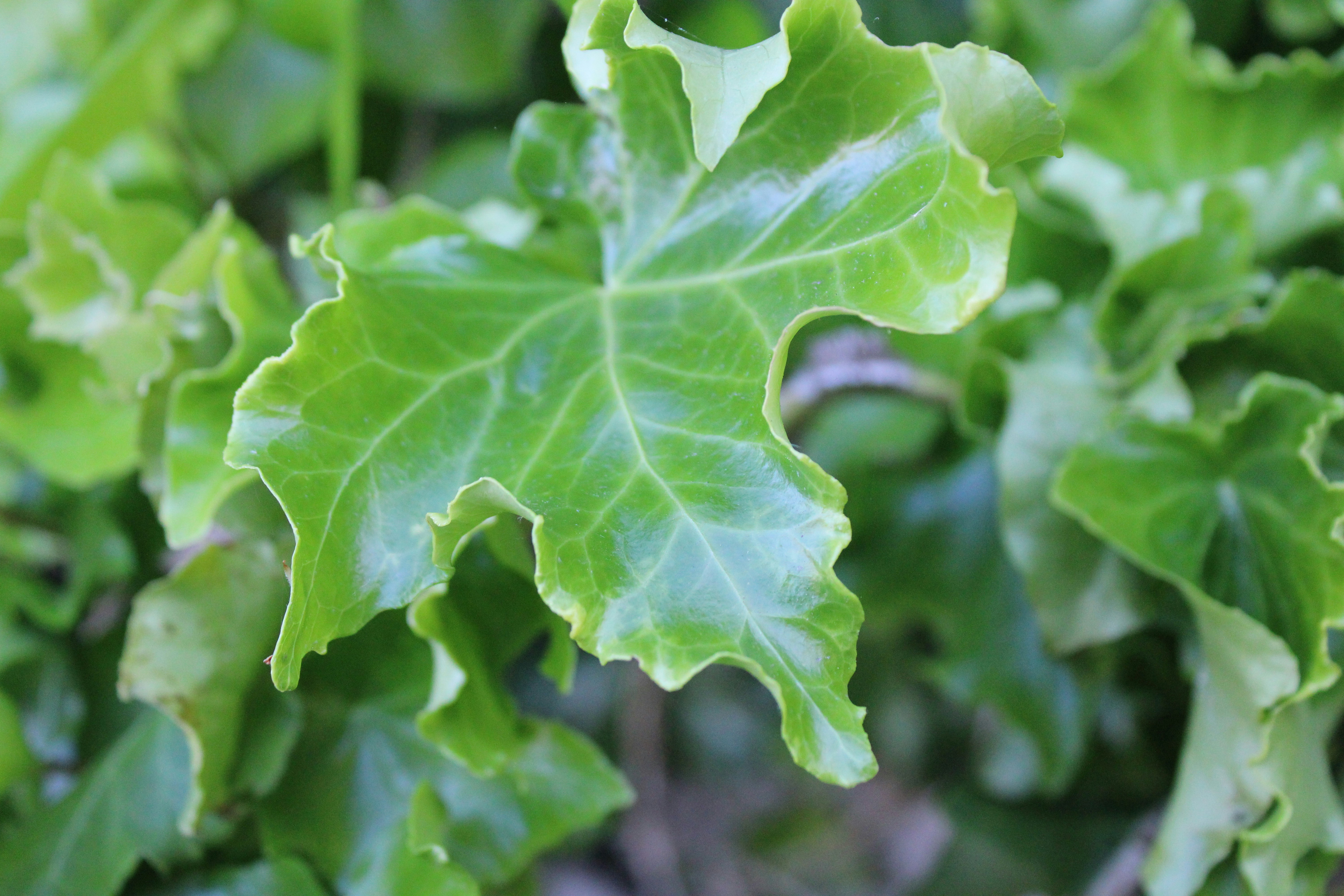 Photo by balesphotographyco