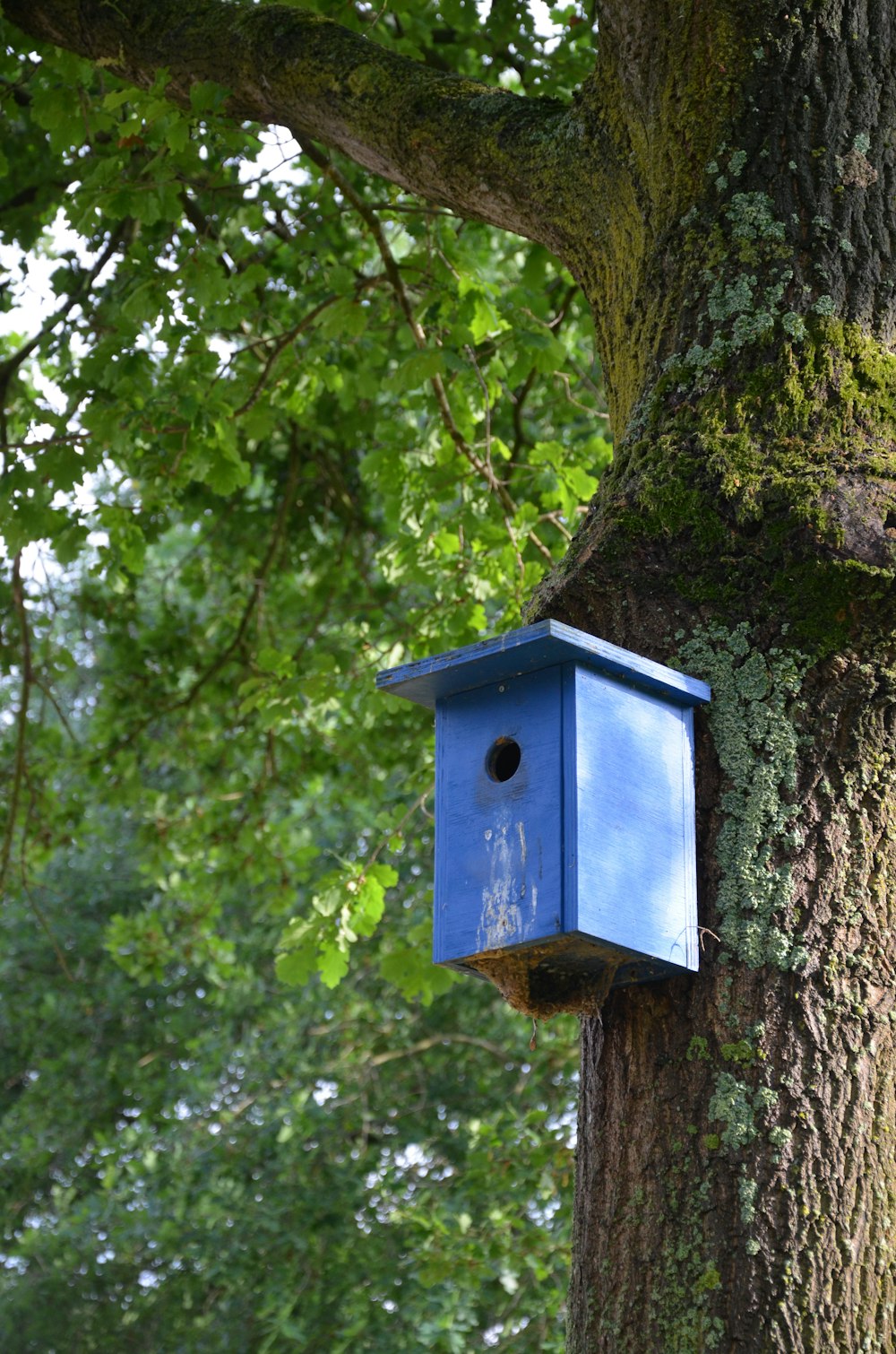 a blue birdhouse hanging from a tree