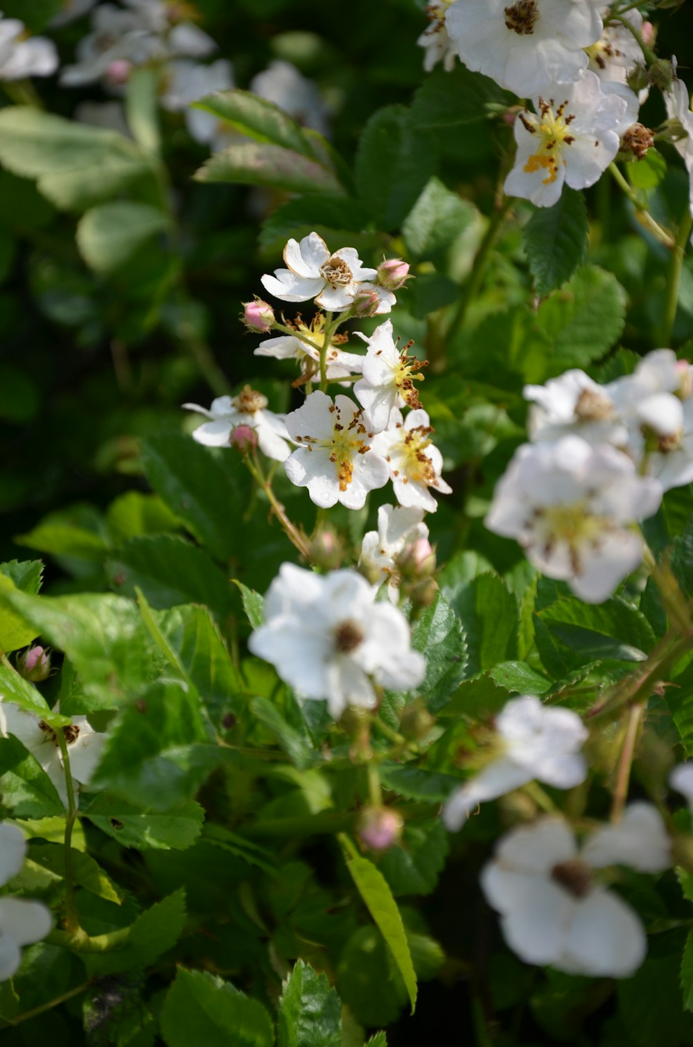 a bunch of white flowers that are on a bush