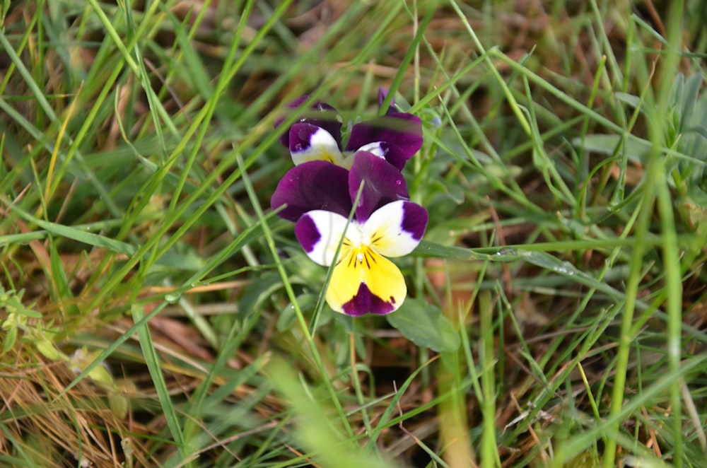 a small purple and white flower sitting in the grass