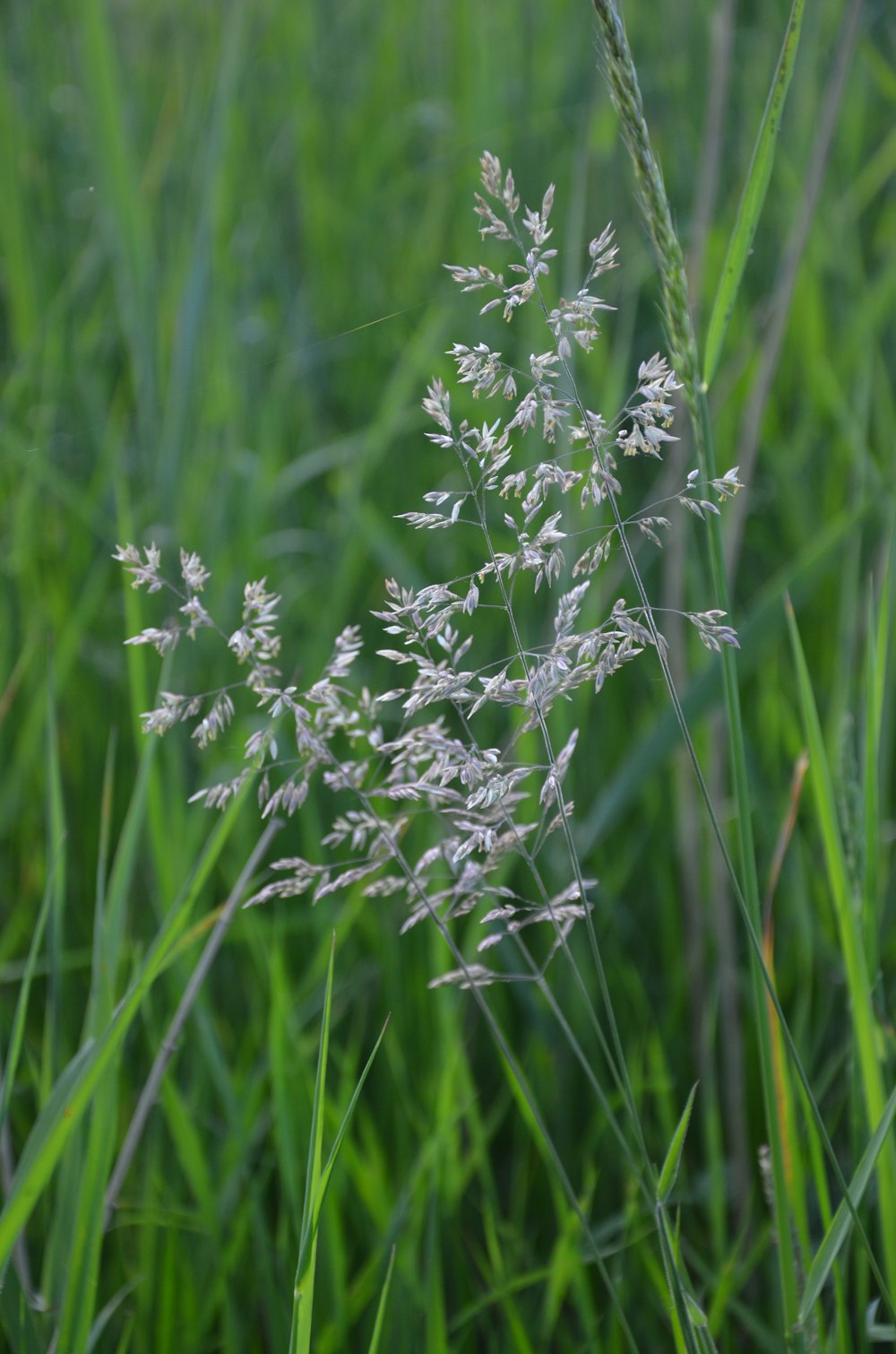 a close up of a plant in a field of grass