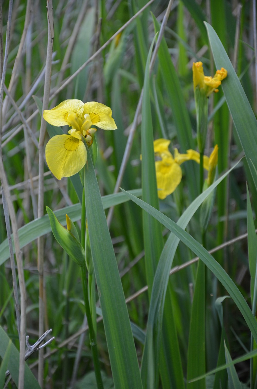 a group of yellow flowers sitting in the grass