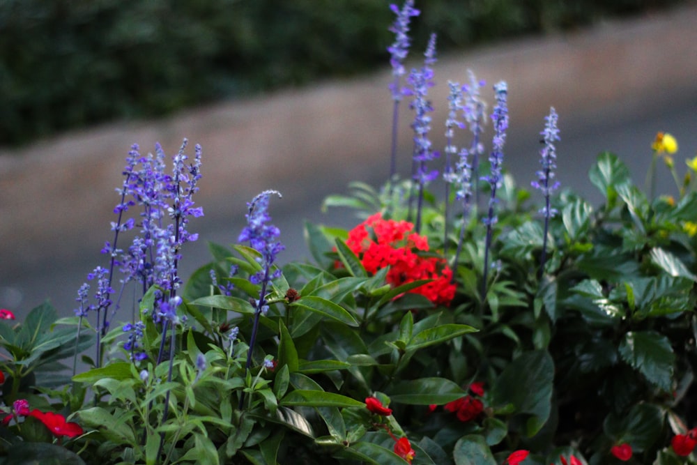 a bunch of flowers that are next to each other