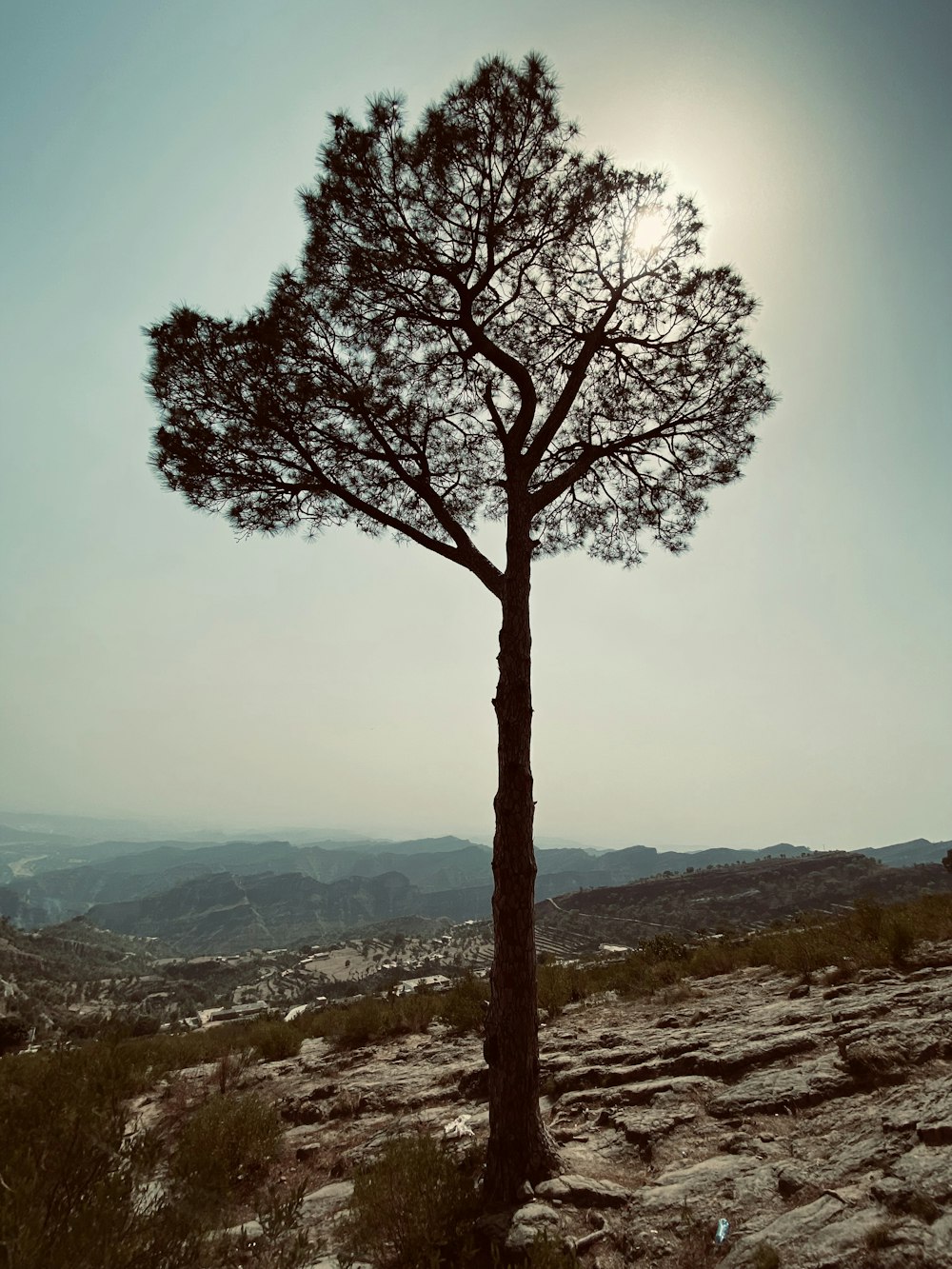 a lone pine tree on a rocky hillside