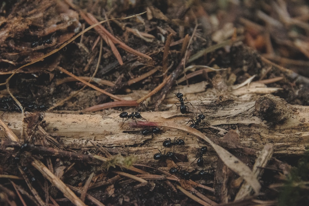 a group of ants crawling on the ground