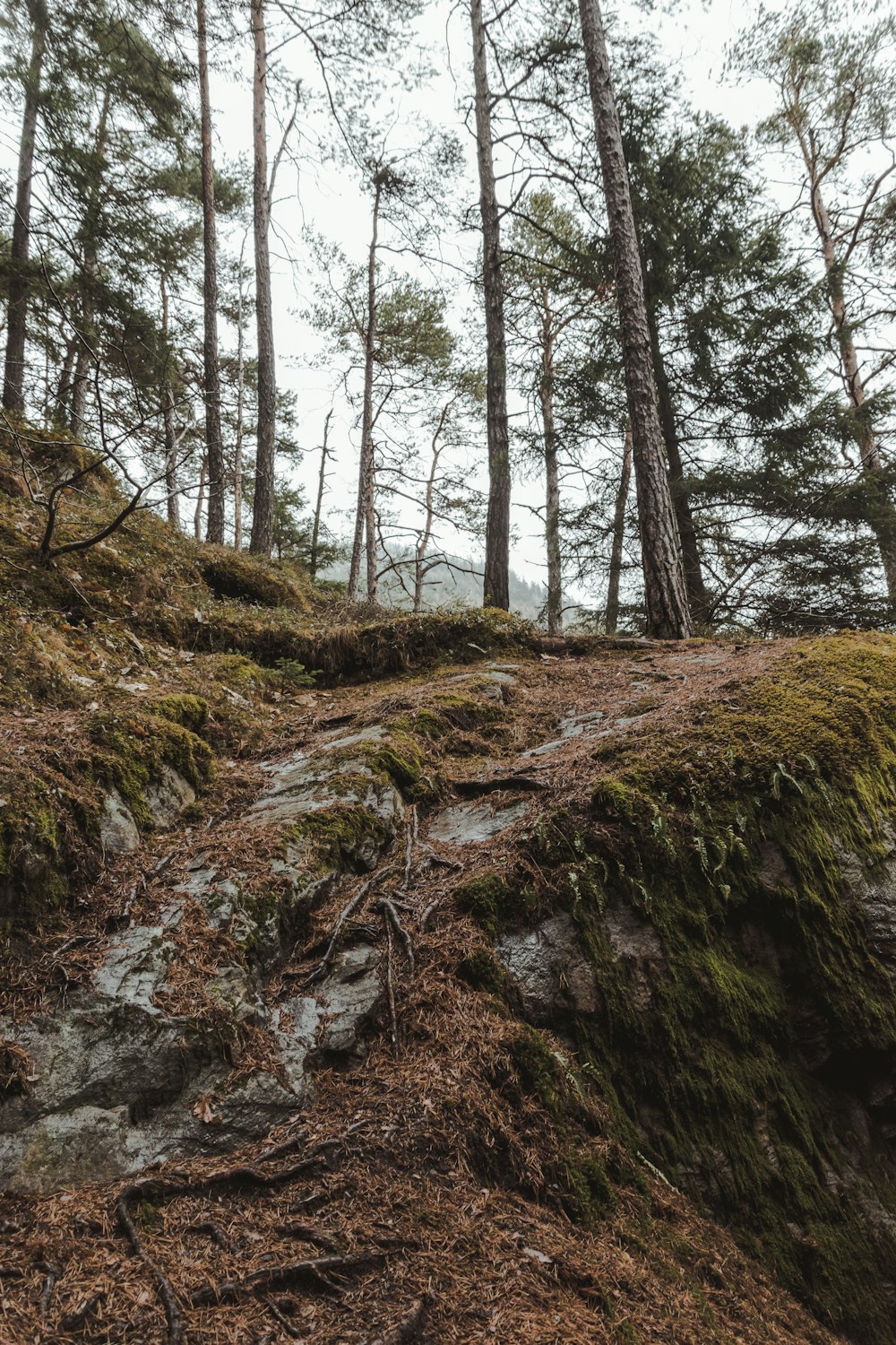 a path in the woods with moss growing on the rocks