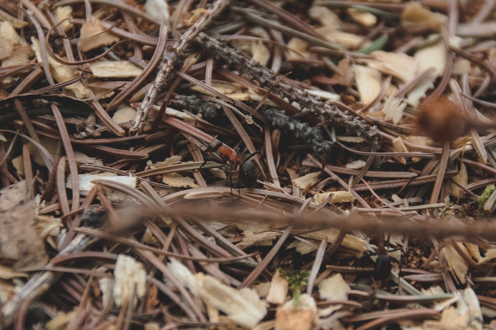 a close up of a pile of wood shavings