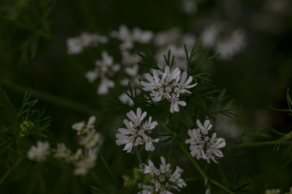 a close up of a bunch of white flowers