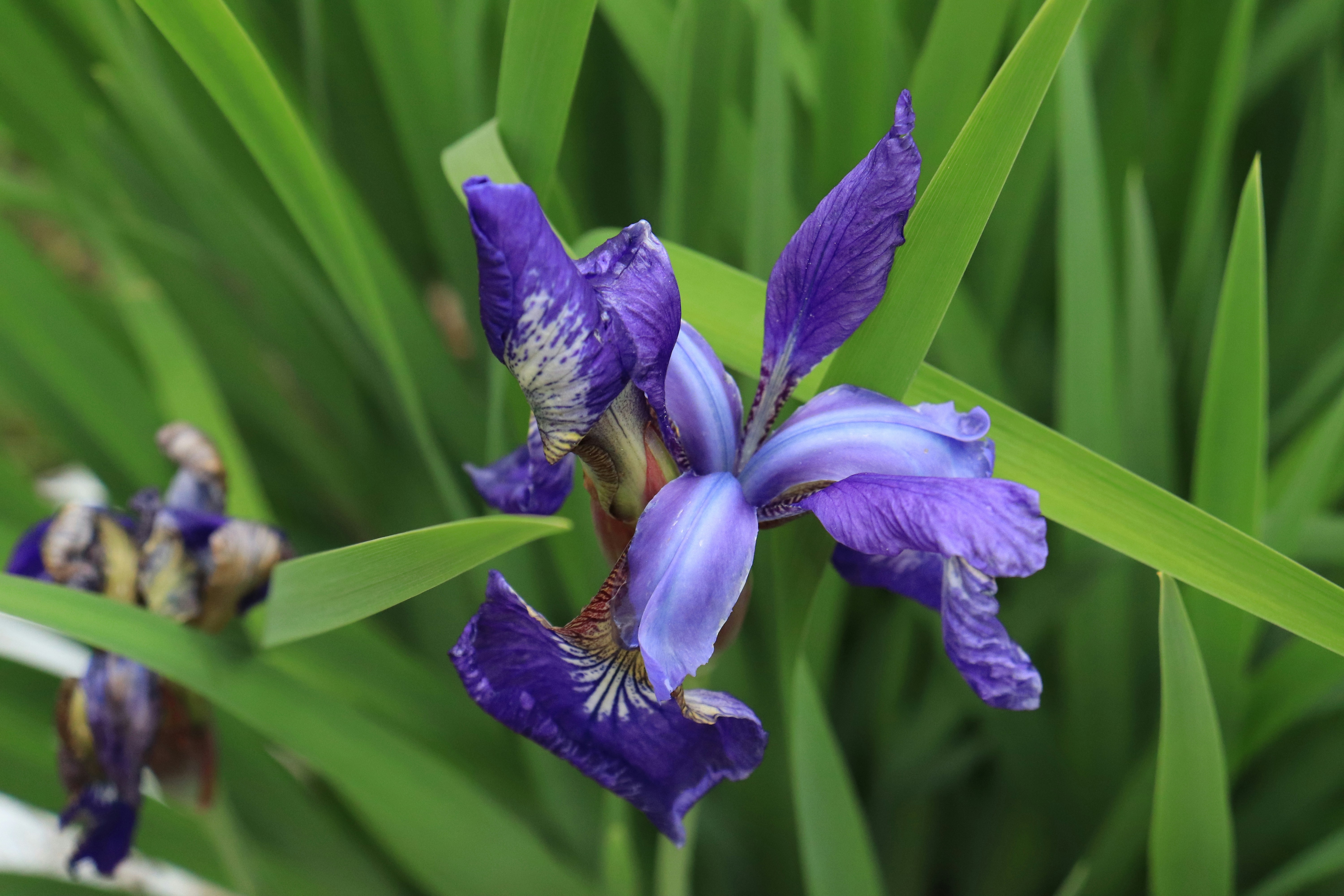 Photo by giulicanderle