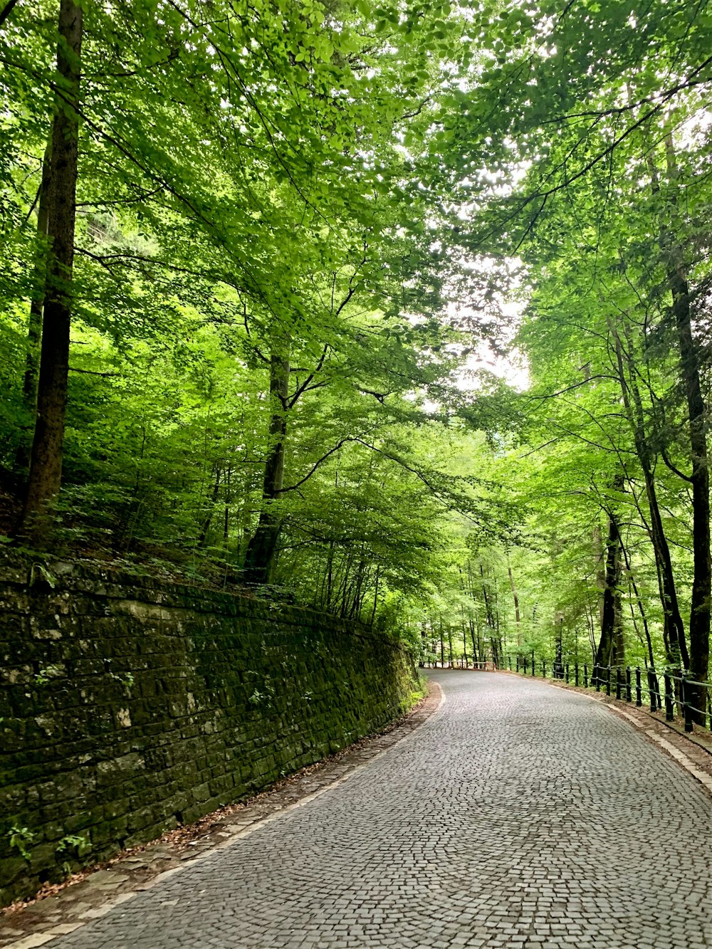 a cobblestone road in the middle of a forest