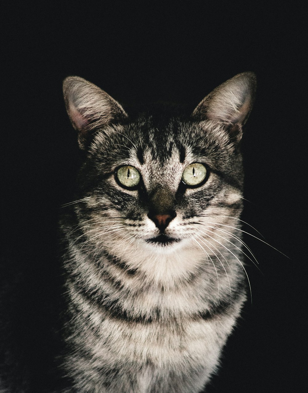 a close up of a cat with green eyes