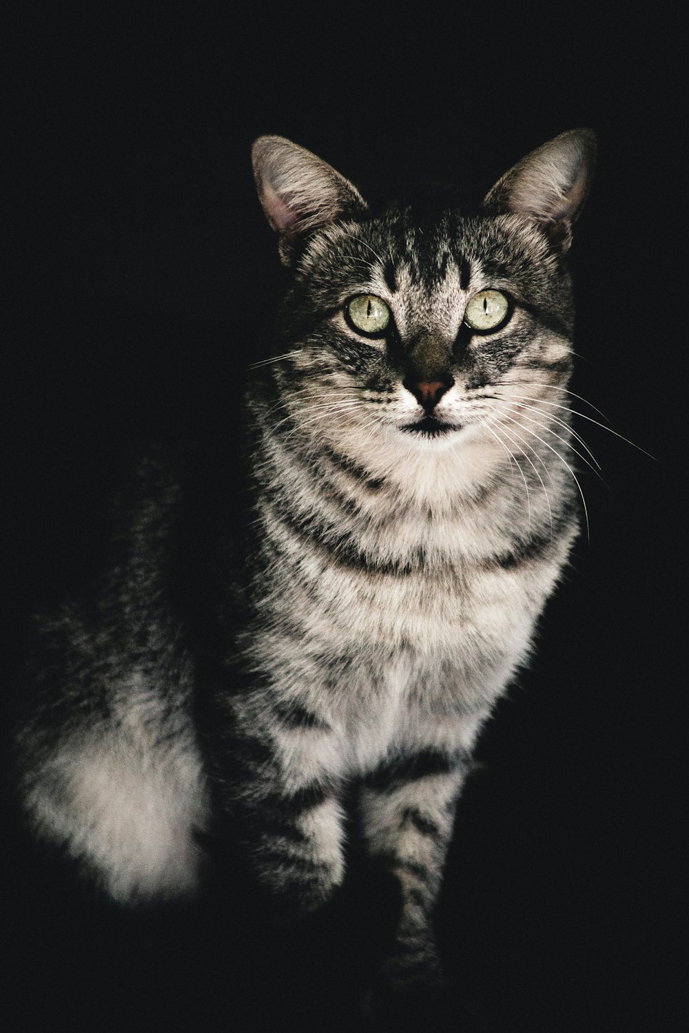 a cat sitting in the dark looking at the camera